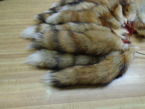 Tanned red fox - tanned,